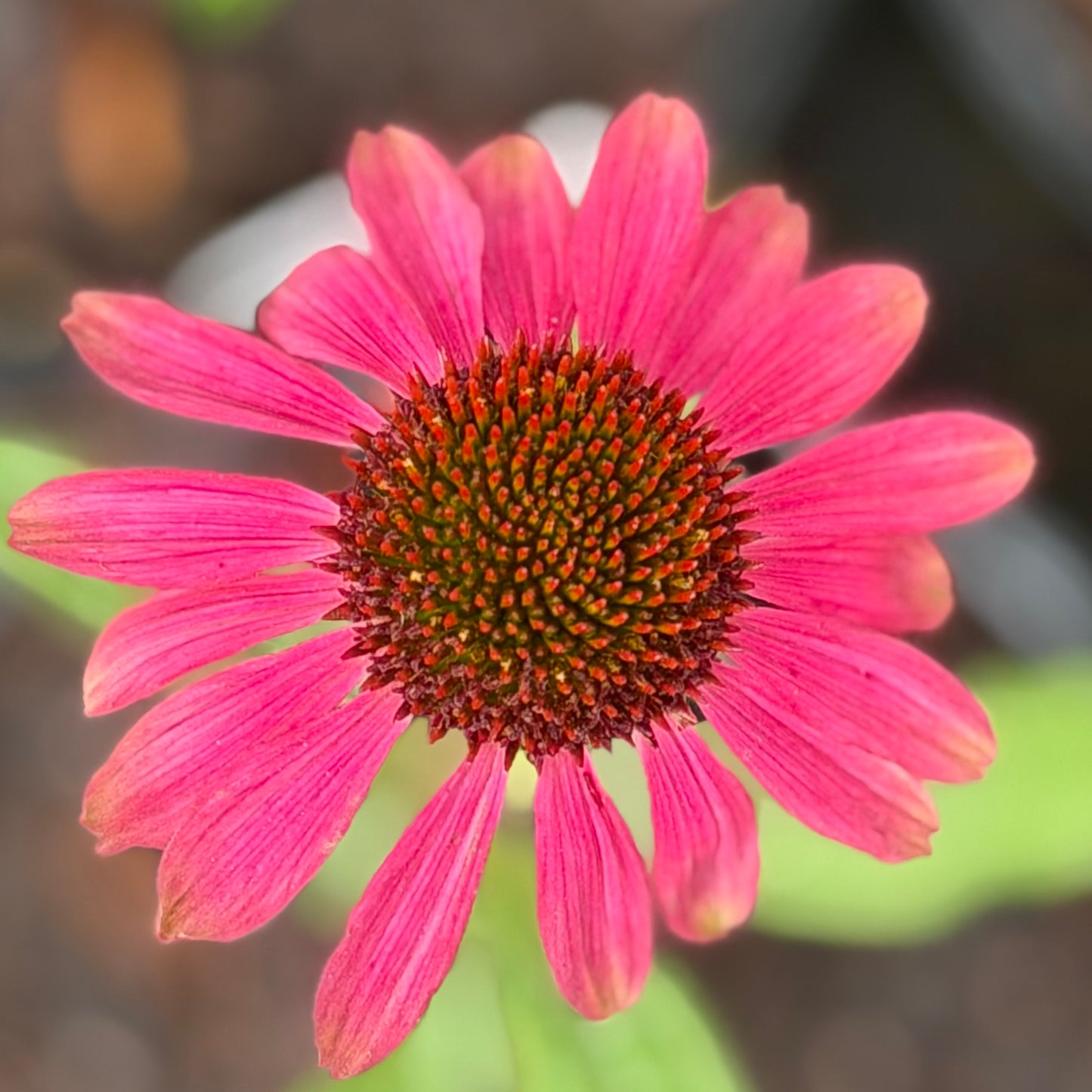Close-up of a pink flower with a blurred background