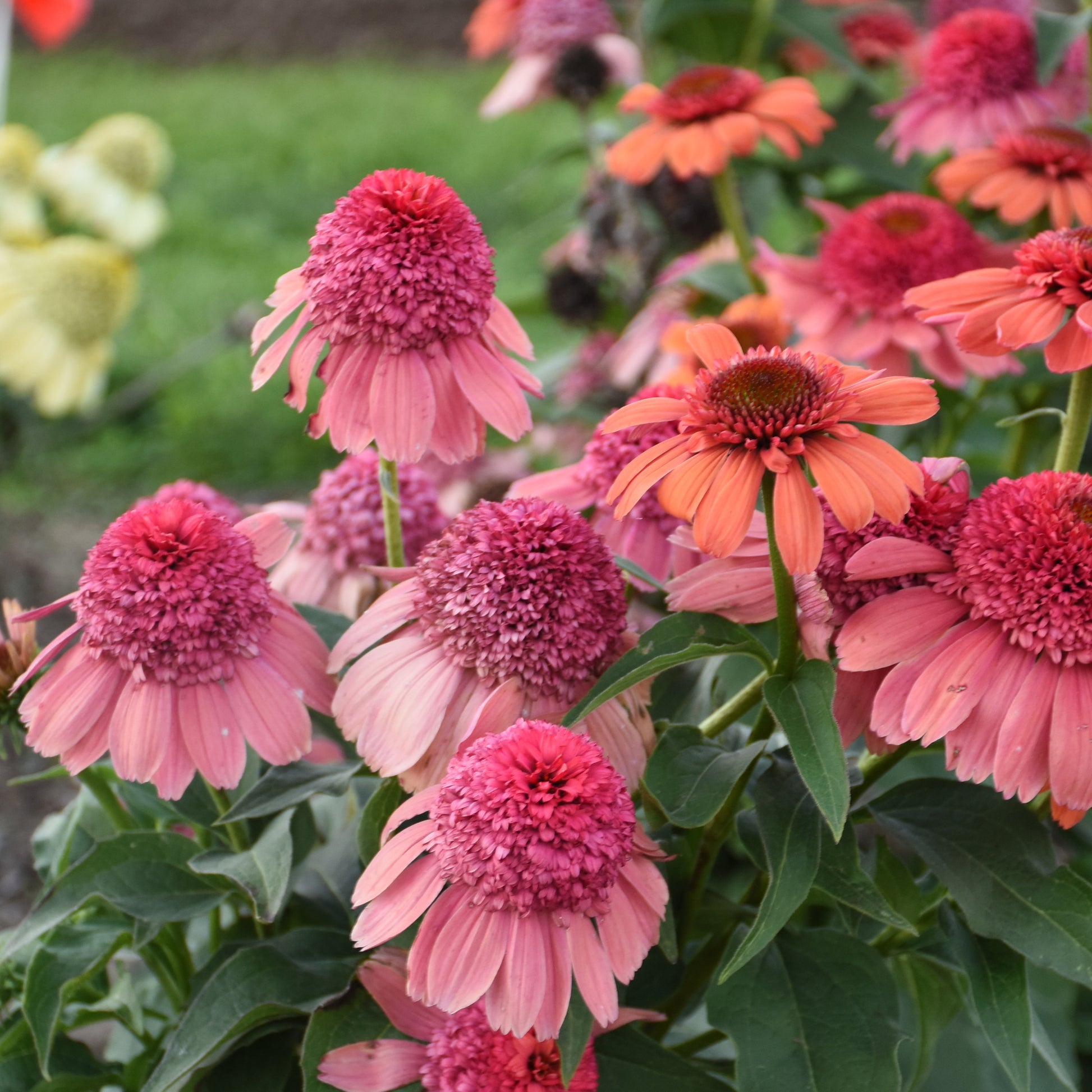 echinacea strawberry and cream seeds Echinacea purpurea 'Rainbow Sherbet' (Coneflower) – Fieldstone Gardens Inc