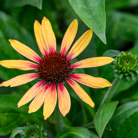 A close-up image of an Echinacea purpurea 'SunSeekers Tequila Sunrise' flower with bright yellow petals that are red at the base, surrounded by green leaves.