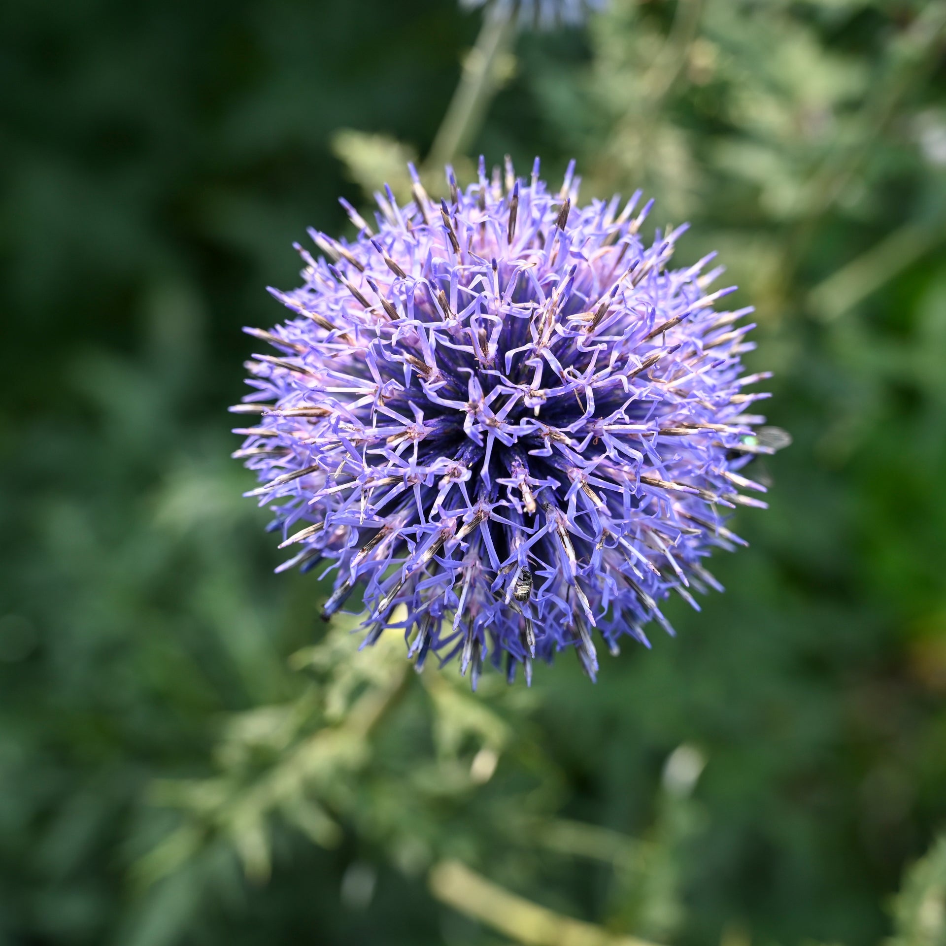 Echinops Bannaticus Taplow Blue | Blue Globe Thistle (9cm pot)