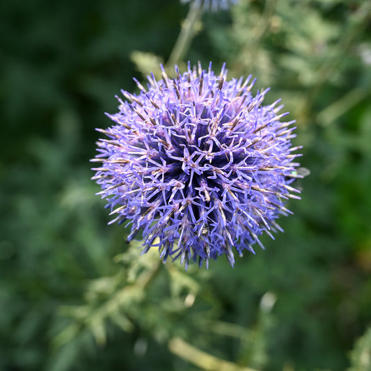 Echinops bannaticus 'Blue Glow'