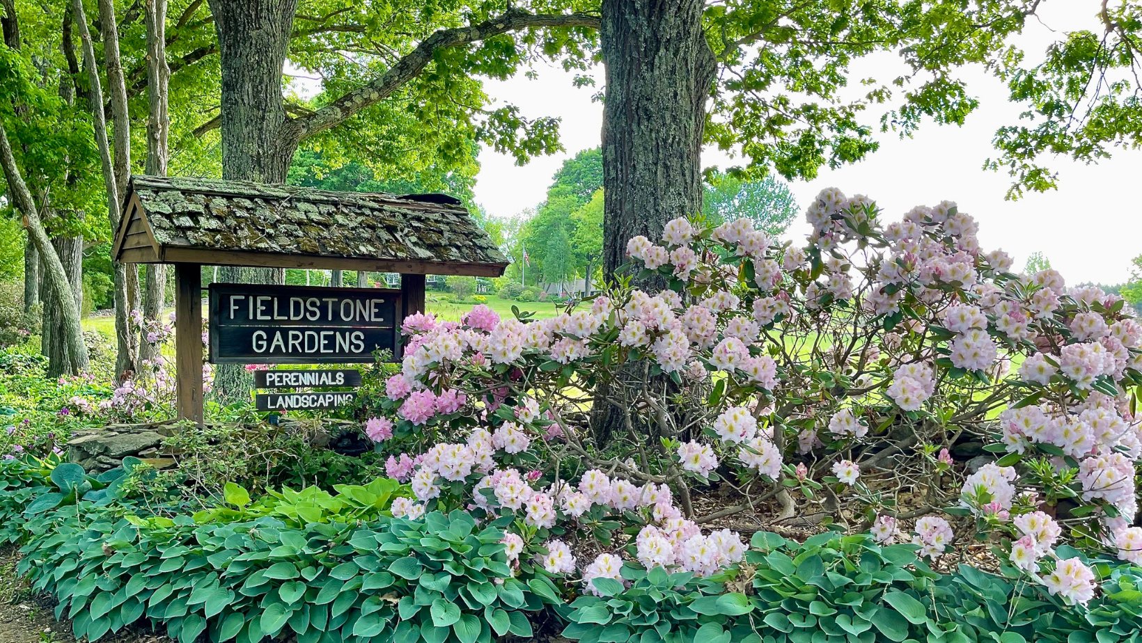 Entrance sign with moss covered shingles on the roof, a pink rhododendron in bloom and hosta edging the garden