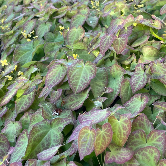 Epimedium x perralchicum 'Frohnleiten'