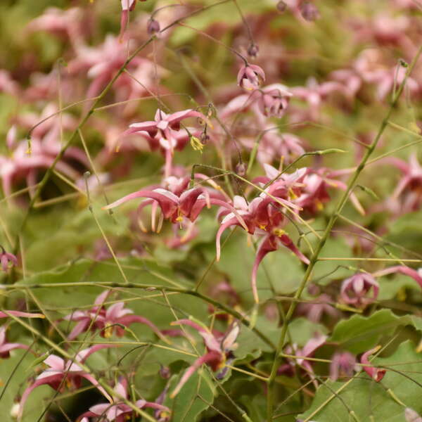 Epimedium 'Hugs and Kisses' (Barrenwort)
