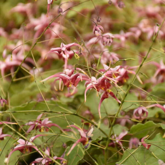 Epimedium 'Hugs and Kisses' (Barrenwort)