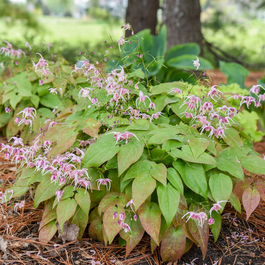 Epimedium grandiflorum 'Pretty in Pink'