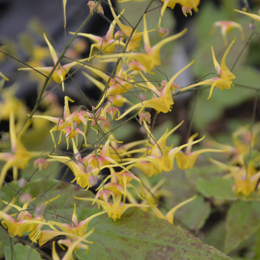 Epimedium x 'Songbirds'