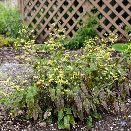 Epimedium 'Woodland Elf'