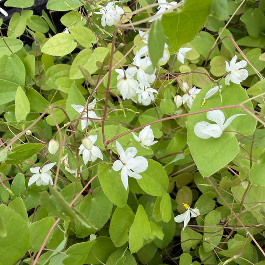 White flowers with green leaves in a natural setting