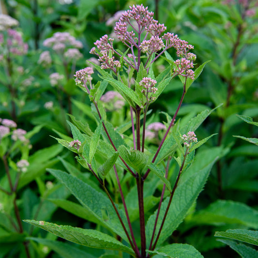 A photo showing a plant with tall green leaves and clusters of bright fuchsia flowers, identified as Eupatorium dubium 'Baby Joe'.