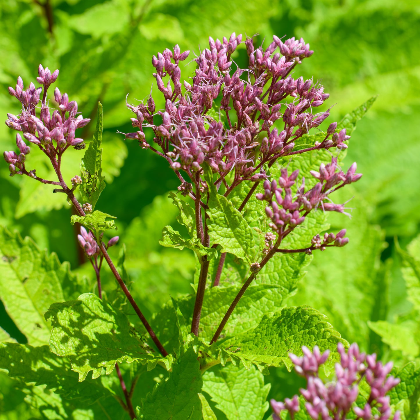 Purple flower clusters with green leaves on a blurred green background