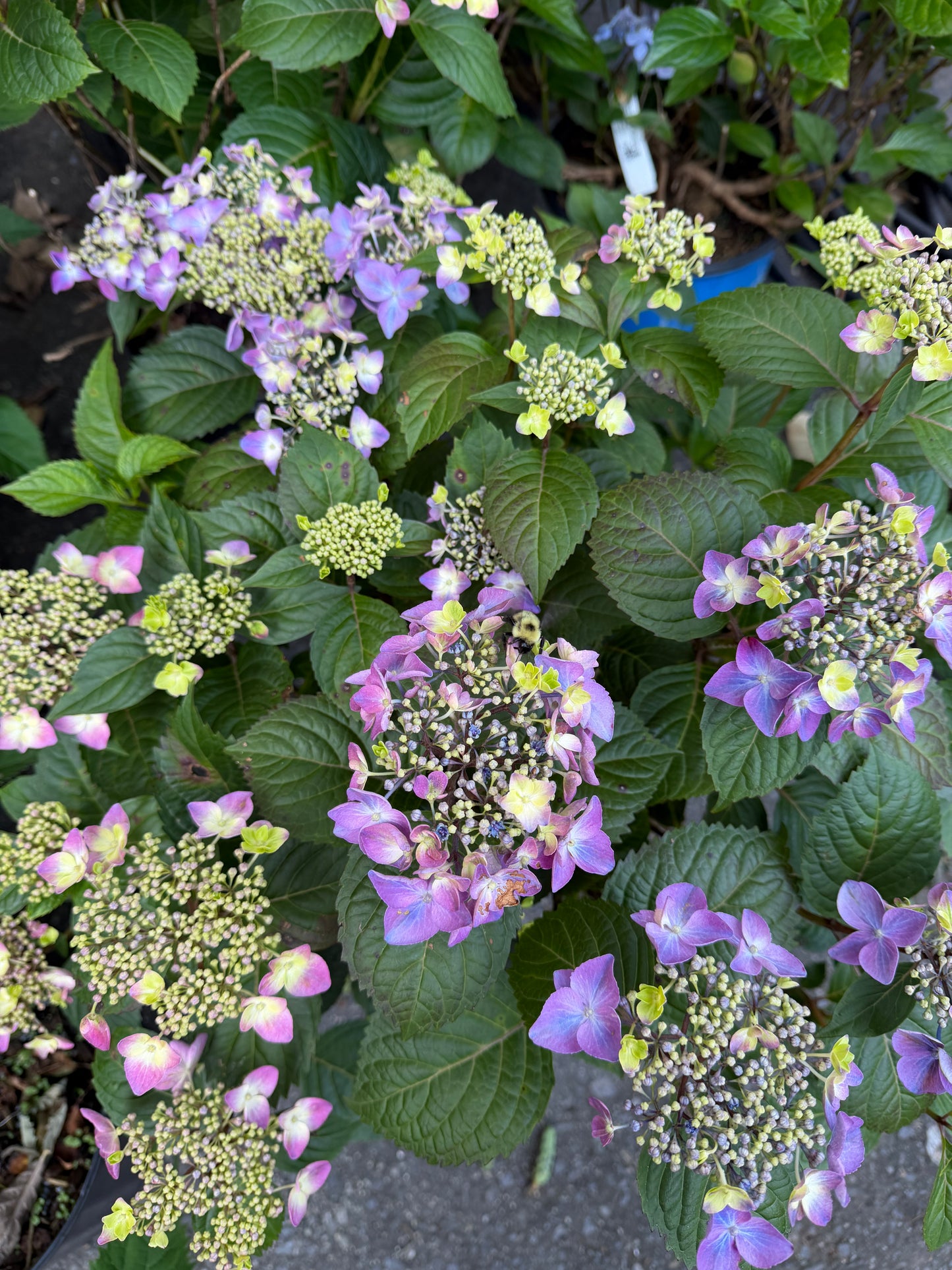 Hydrangea macrophylla Endless Summer® 'Pop Star'®