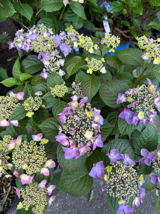 Hydrangea macrophylla Endless Summer® 'Pop Star'®