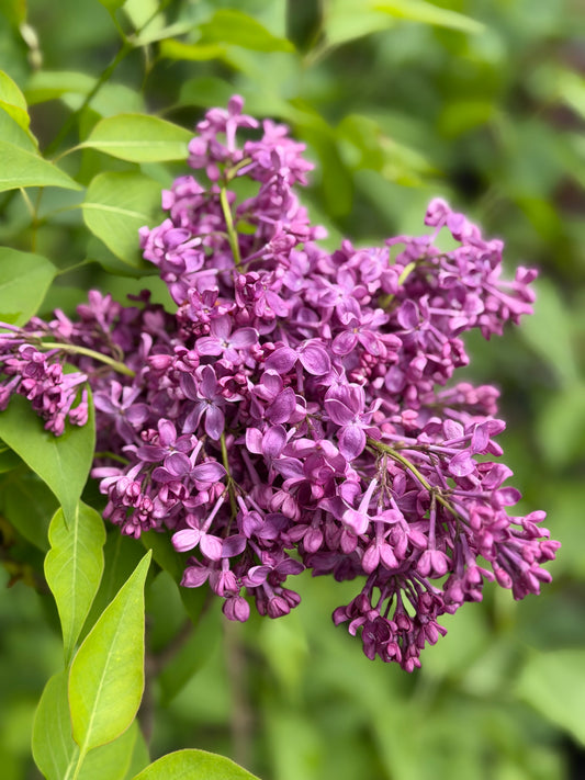 Syringa vulgaris 'Monge' - Lilac