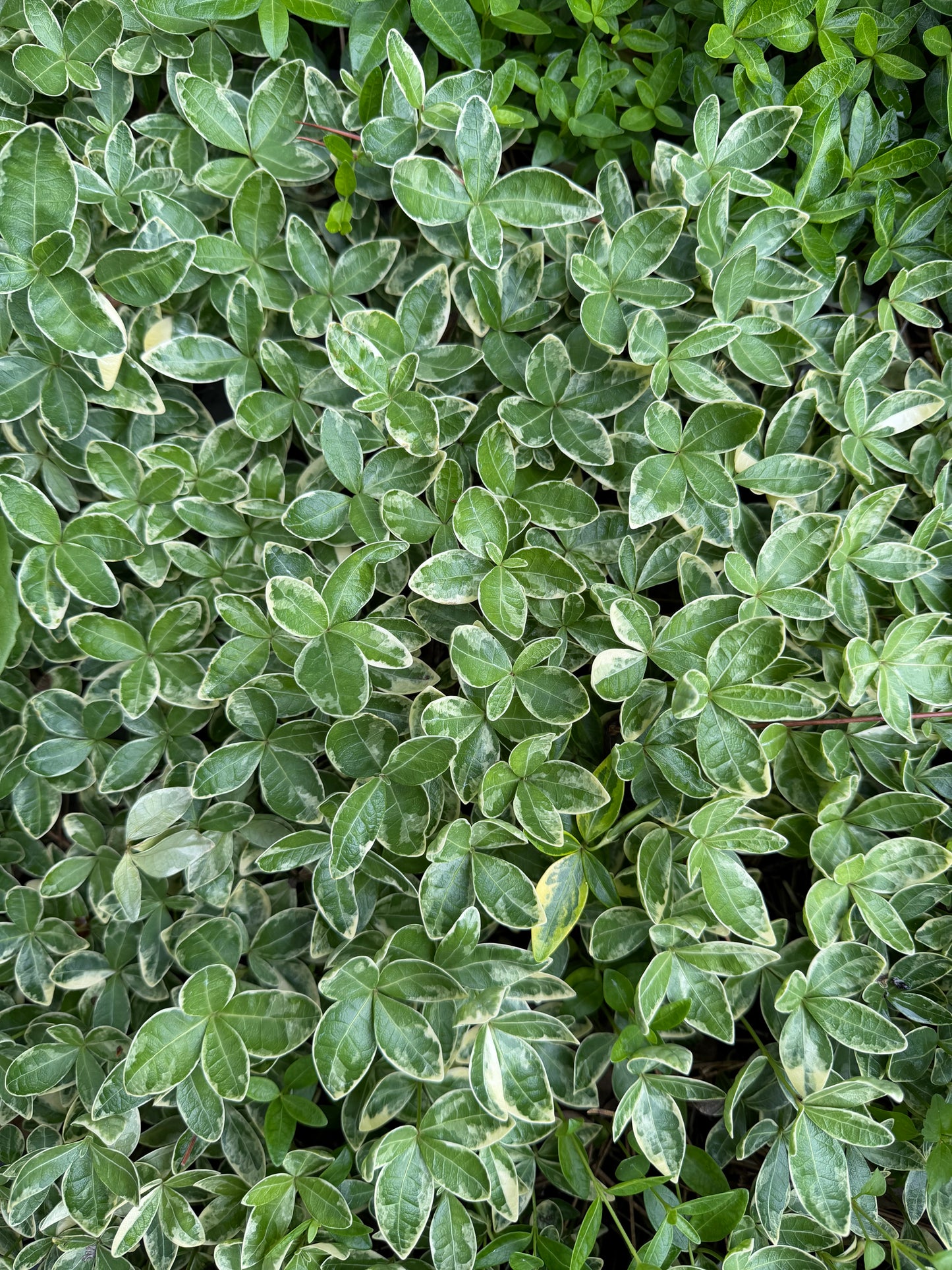 Vinca minor 'Sterling Silver'