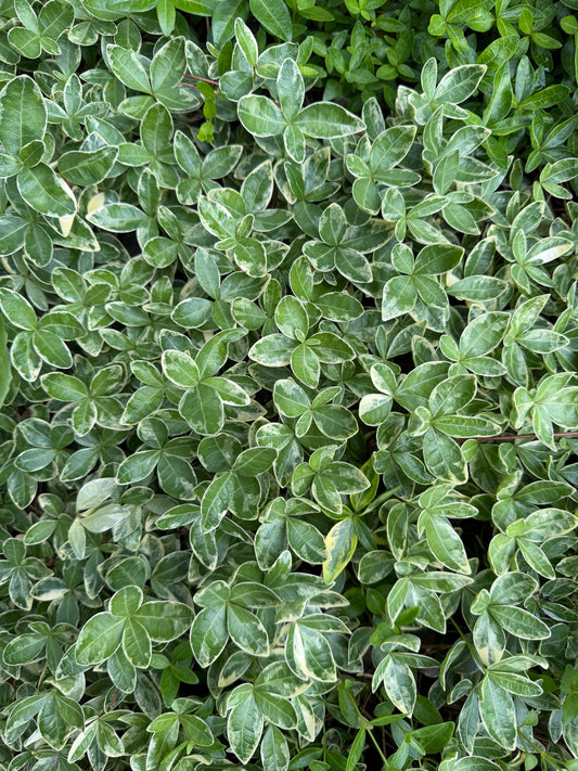 Vinca minor 'Sterling Silver'