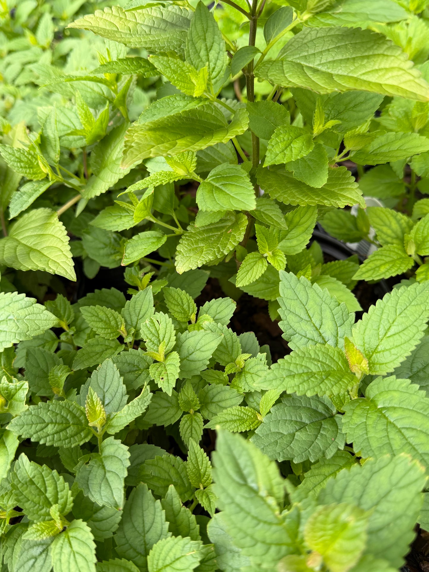 Nepeta subsessilis  'Blue Prelude' (Catmint, Catnip)