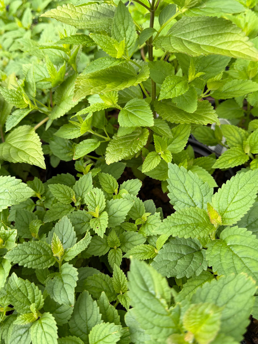 Nepeta subsessilis  'Blue Prelude' (Catmint, Catnip)