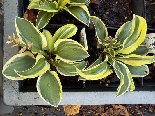 Hosta 'Funny Mouse'