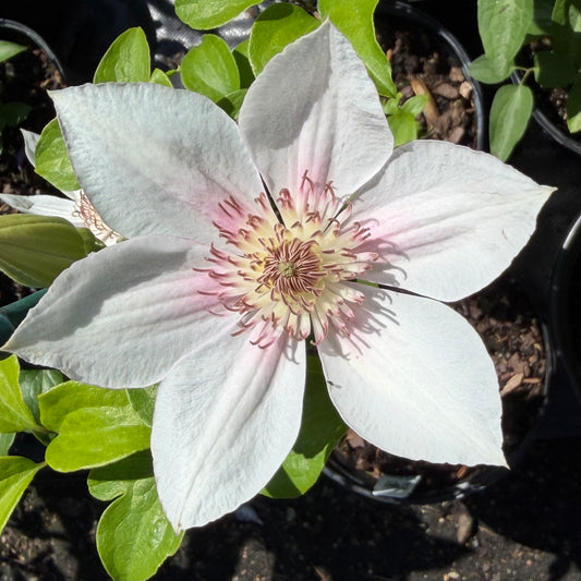 Clematis 'Corinne’
