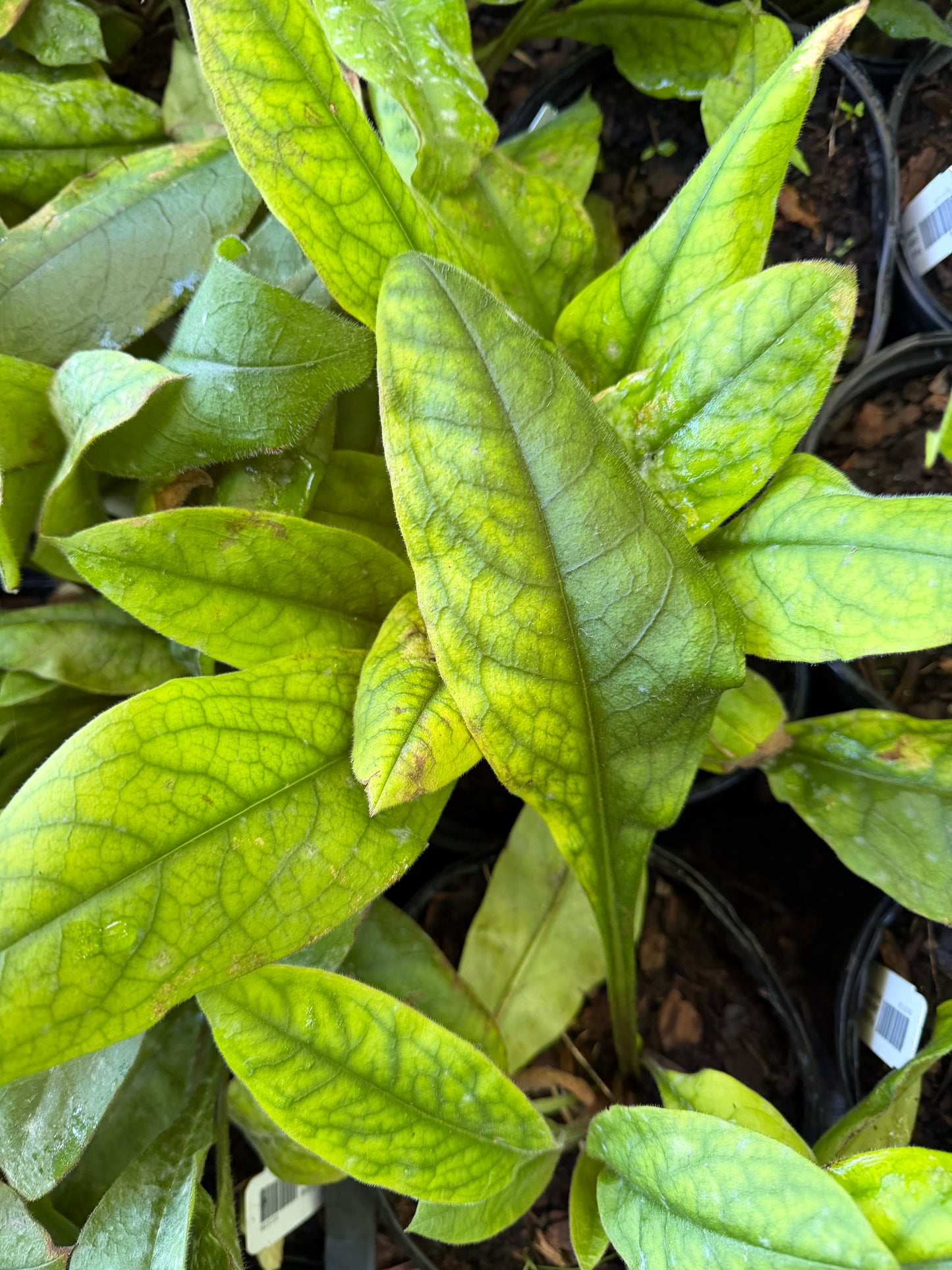 Pulmonaria x 'Blue Ensign' (Lungwort)