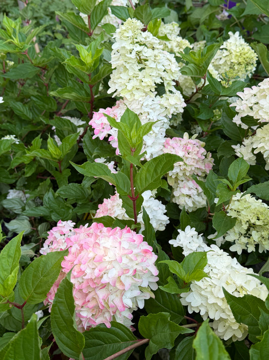 Hydrangea paniculata Spring Sizzle™ ('Bailpanthree')