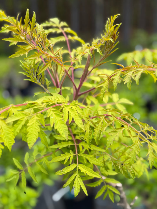 Rhus typhina 'Tiger Eyes' - Staghorn Sumac