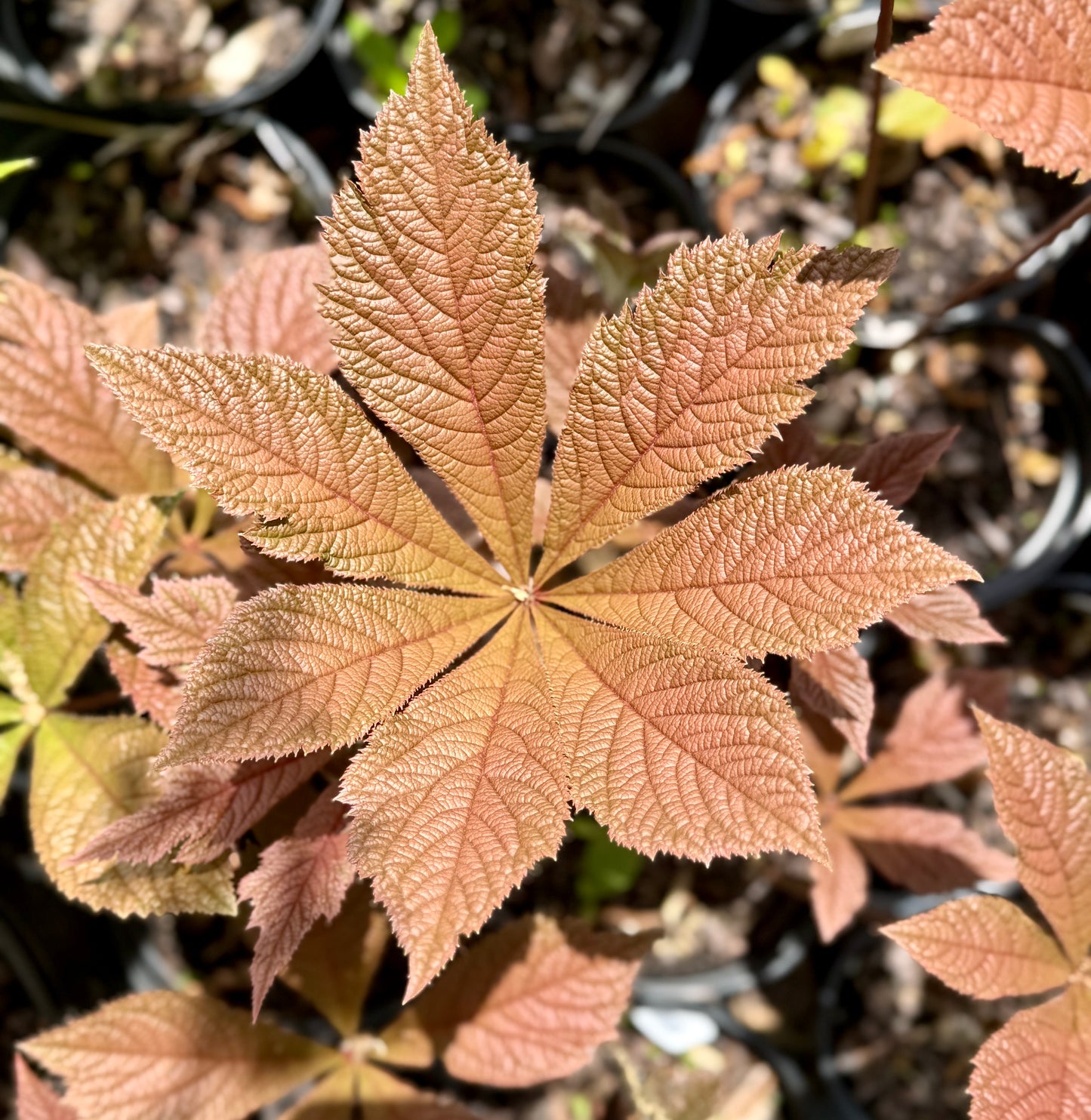 Rodgersia podophylla 'Saarbrucken'