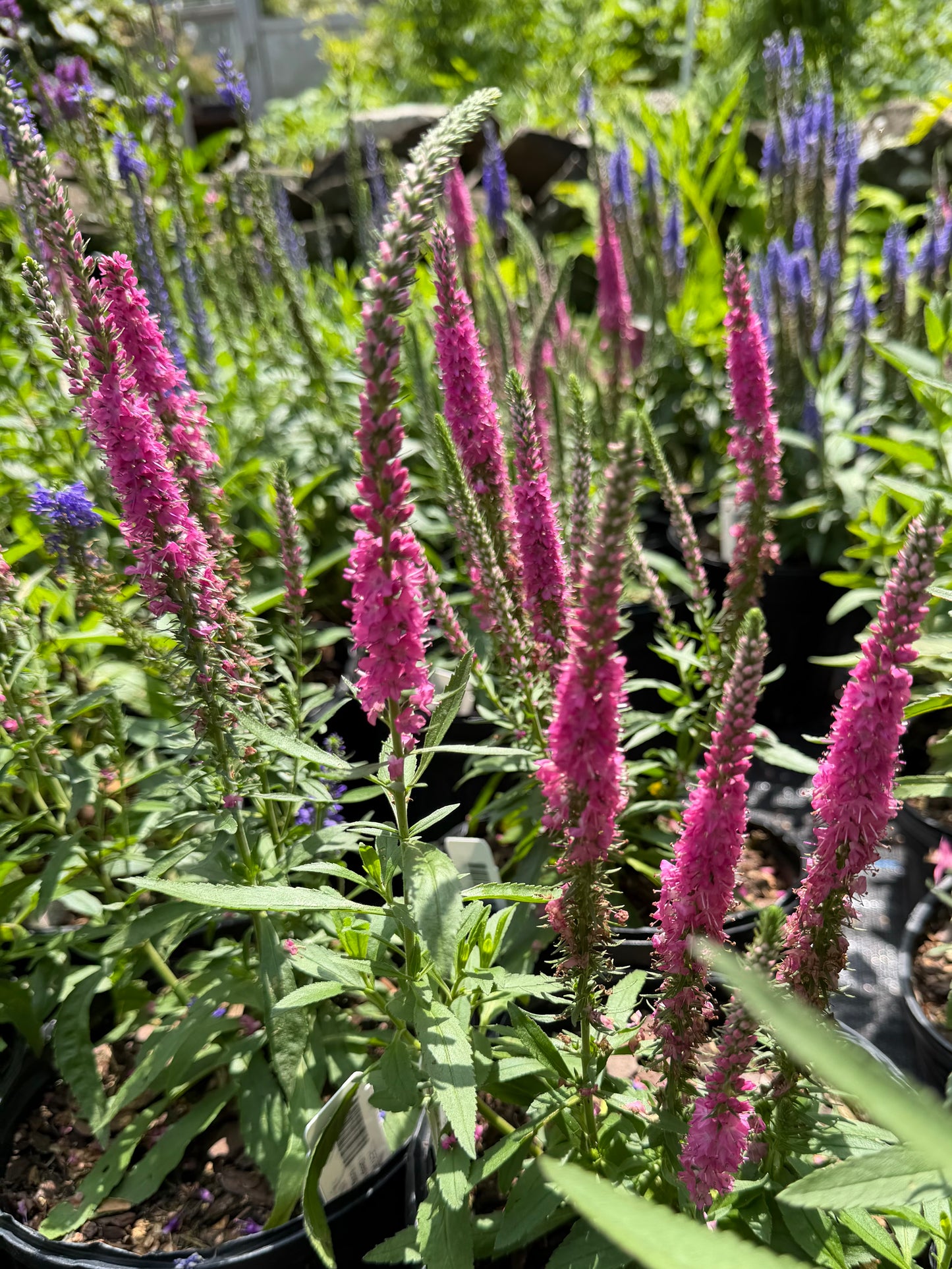Veronica spicata 'Red Fox'