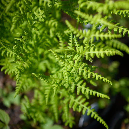 Dennstaedia punctiloba (Hay Scented Fern)