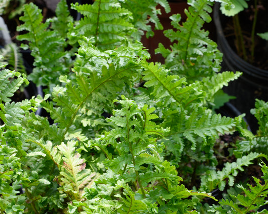 Dryopteris affinis