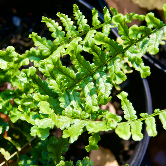 Dryopteris cristata  'The King'