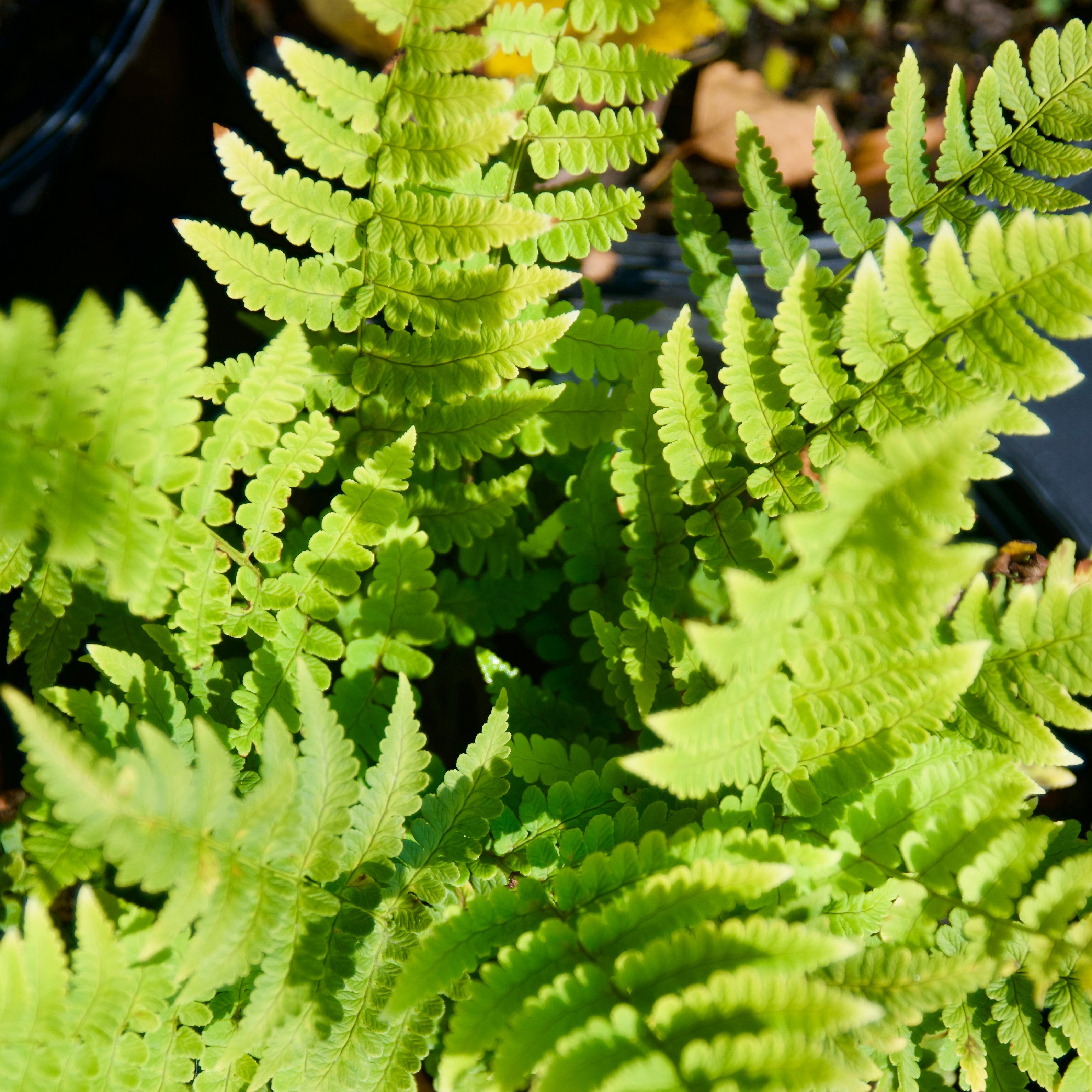 Dryopteris marginalis (Eastern Wood Fern) Fieldstone Gardens Inc