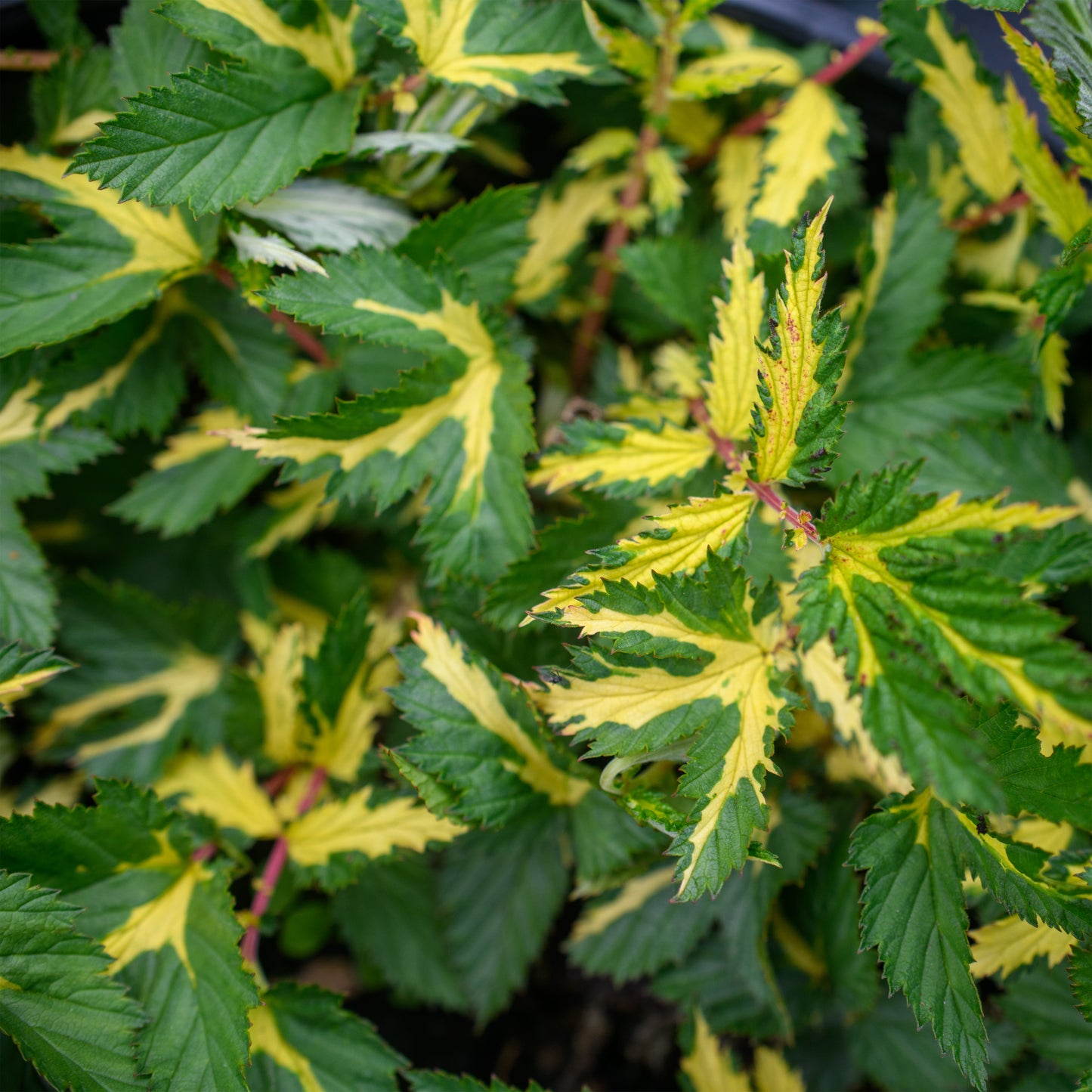 Filipendula ulmaria 'Variegata'