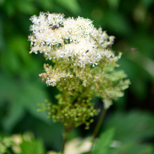 Filipendula ulmaria 'Variegata' (Meadowsweet)