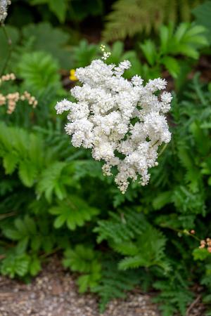 Filipendula vulgaris ‘Plena’ (Meadowsweet)