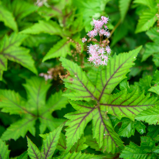 Filipendula x 'Red Umbrellas' (Meadowsweet)