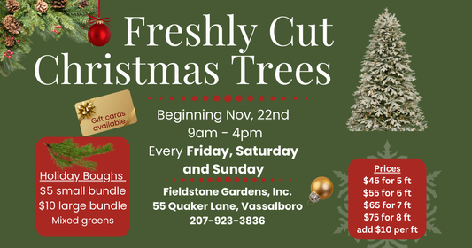 Christmas Tree - Fresh Cut