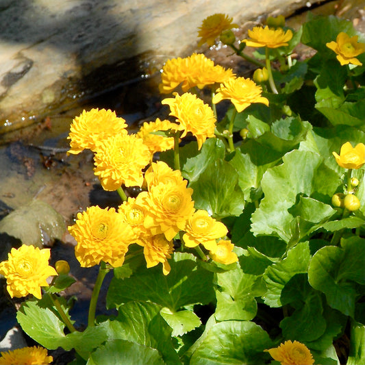 Caltha palustris 'Multiplex' ('Flora Plena')