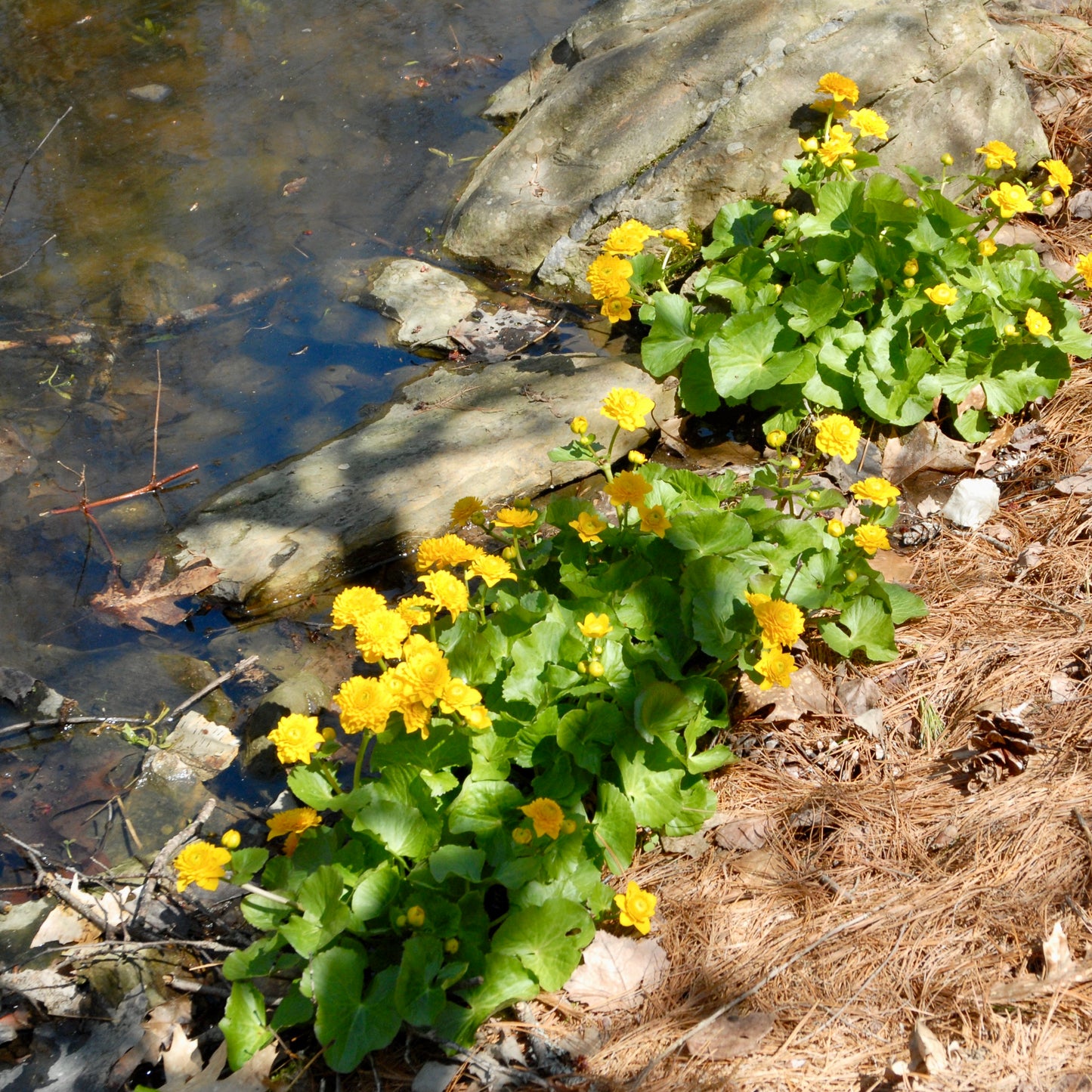 Caltha palustris 'Multiplex' ('Flora Plena')