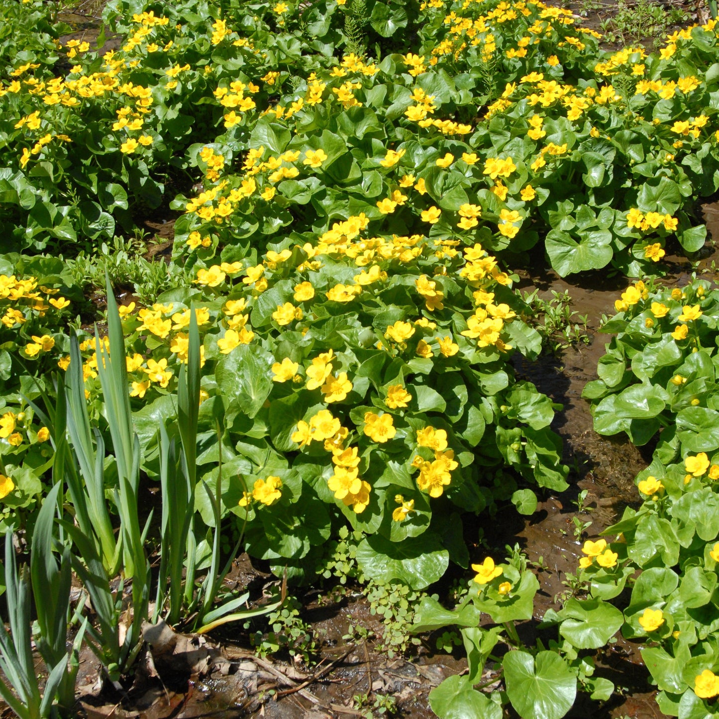 Caltha palustris (Marsh Marigold Early)