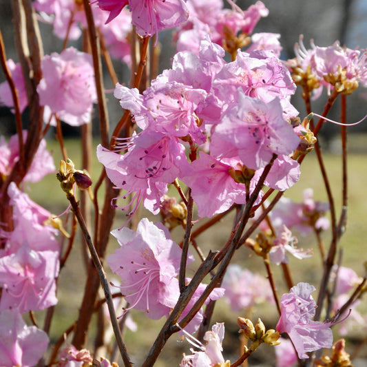 Azalea mucronulatum 'Cornell Pink'