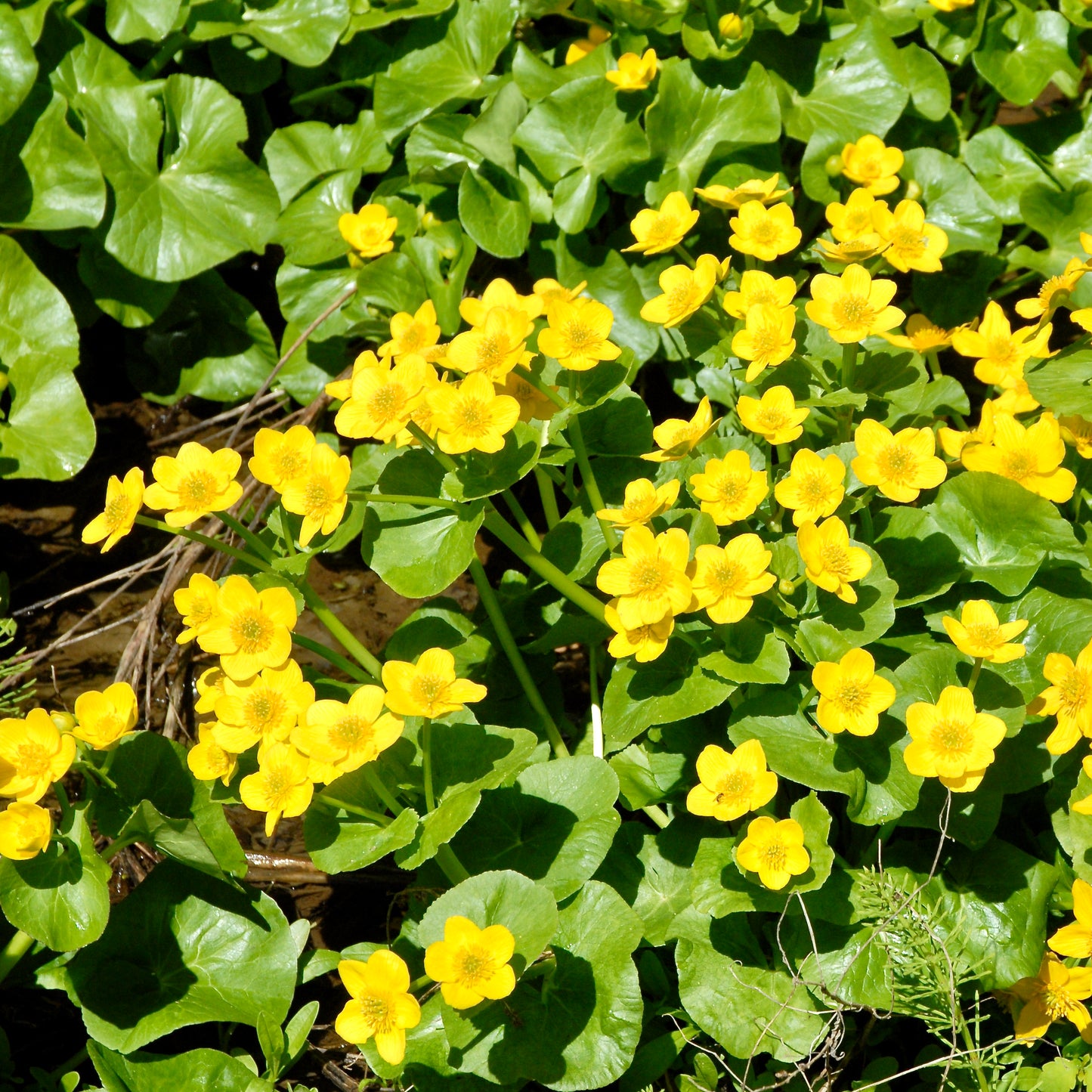 Caltha palustris (Marsh Marigold Early)