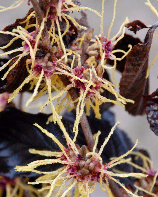 Hamamelis x intermedia 'Barmstedt Gold' - Spring Blooming Witch Hazel