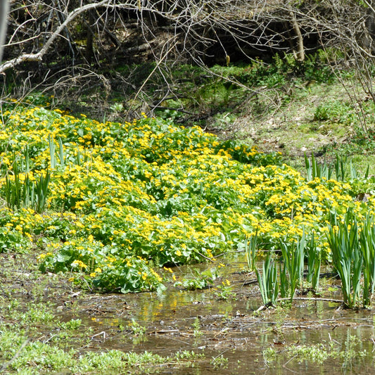 Caltha palustris (Marsh Marigold Early)