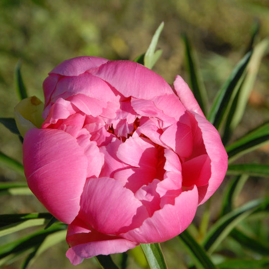 Paeonia (Herbaceous Hybrid) 'Abalone Pearl'