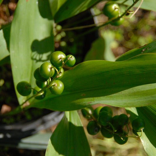 Convallaria majalis 'Rosea'