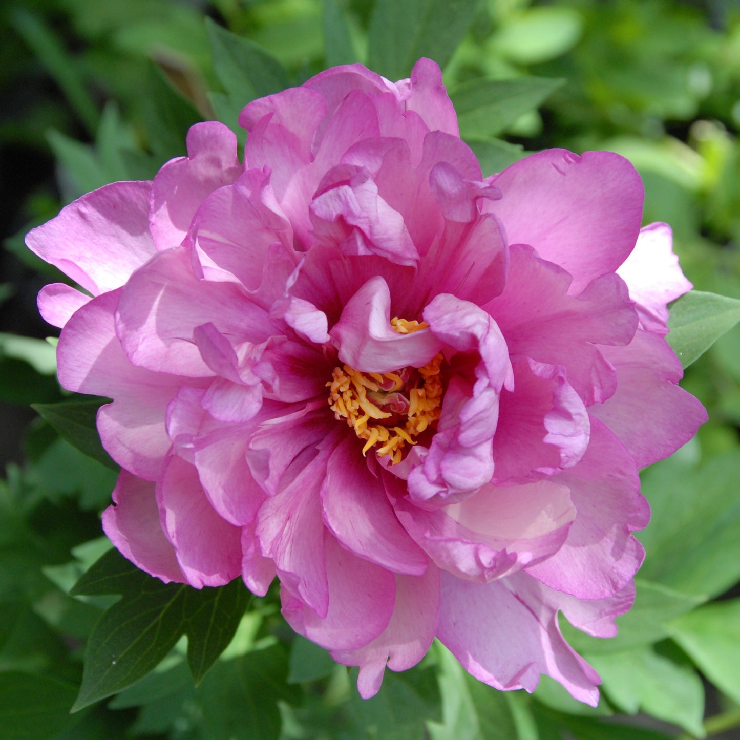 Paeonia Itoh 'First Arrival'