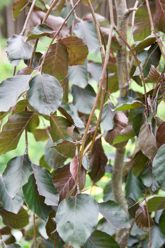 Fagus sylvatica 'Purple Fountain' (Purple Weeping Beech)
