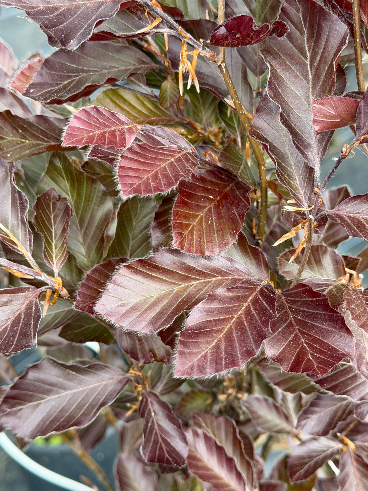 Close-up of purple leaves with a blurred background